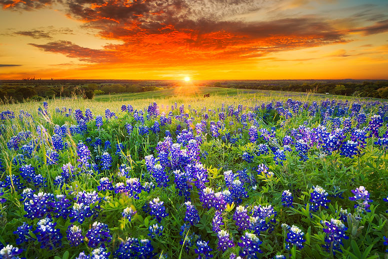 Bluebonnets Sunset 2.jpg